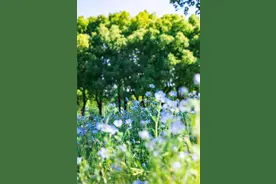 喜林草、波斯菊、月季花……来上海这个免费公园踏春郊游吧！图片