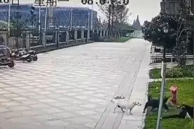 长城关注 | 养狗、遛狗，是狗主人的私事吗？图片