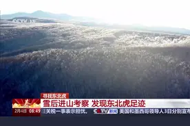 不是每片森林都能养得起老虎，揭秘东北虎“归来”传奇图片