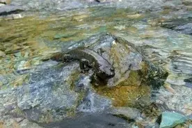 男子在小溪捕捉38尾“接骨丹”被判刑，经鉴定系国家二级保护野生动物图片