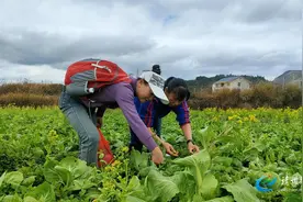 靖州：市民进山觅野菜，将 “春天的味道”采摘回家、端上餐桌图片
