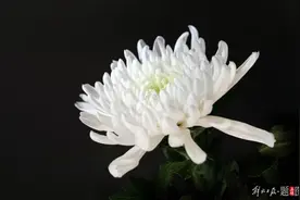 同奥巴马辩论一夜成名，美国初代网红“水管工乔”去世图片