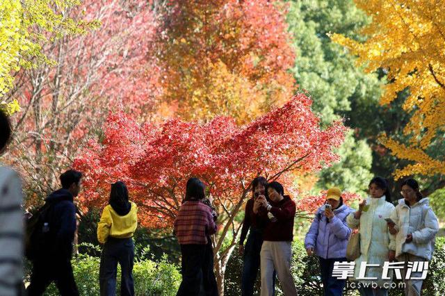 枫叶红了，湖南农大红枫大道成打网红打卡地｜组图