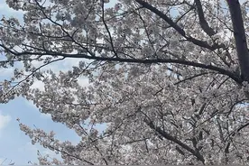暴脾气天气后，最美樱花大道上的樱花还好吗？你又和谁有过回忆图片