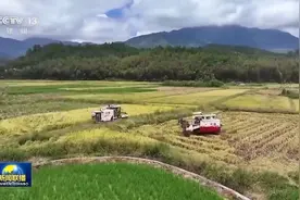 农机穿梭好“丰”景 各地抢抓农时收秋粮图片