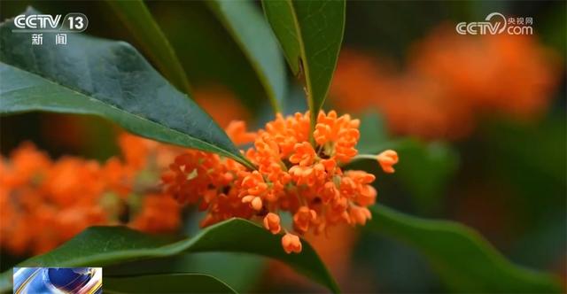 特色“赏秋游”澎湃“秋日经济”新动能 “文旅+”成为激发消费新引擎