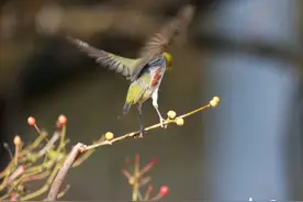 济南五龙潭：红胁绣眼跃枝头图片