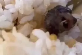 “鼠头鸭脖”涉事方及责任人被罚706万元：食堂多次吃出虫鼠异物图片