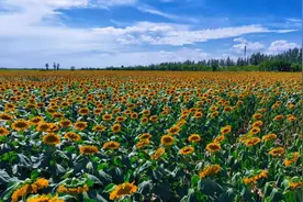 五原县：葵花开出“花样”致富路图片