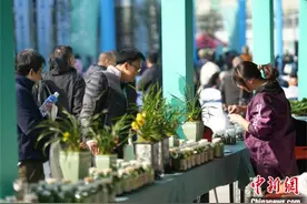 广东·翁源兰花会收官 评出10个特金奖图片