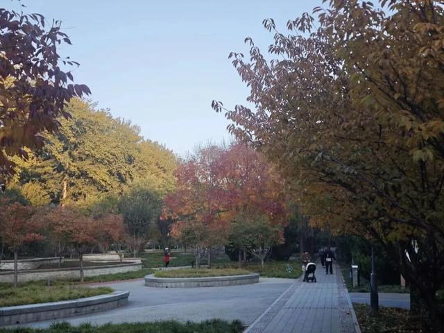 太美了！来副中心，邂逅落叶童话~