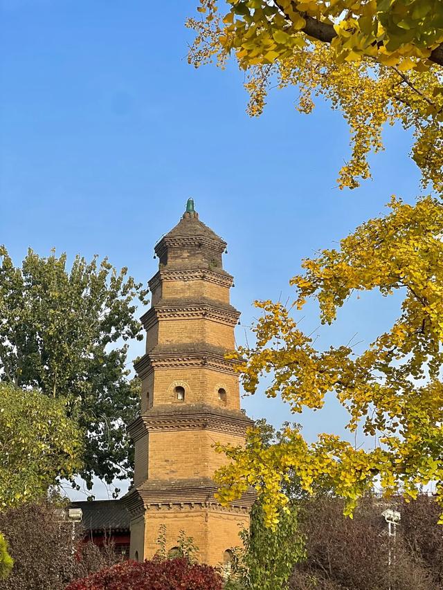 静候碑林“满眼金黄”！提前收藏这5个银杏打卡点，出片率100%