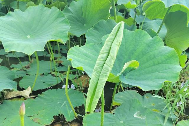 旅居大理｜鹤庆草海：荷风入馔，舌尖收藏夏日限定