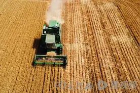 周口：麦浪翻滚间，喜看丰收新画卷│老家割麦了图片