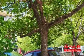 别碰！快躲开！福州街头大量出现！图片