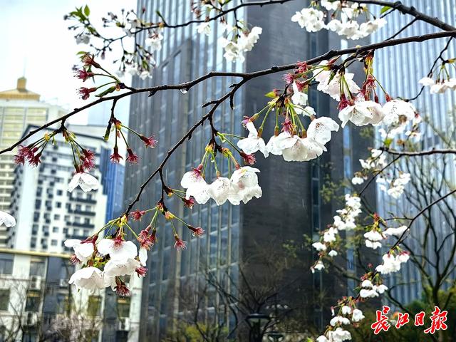 闹市添花海！武汉中山公园“樱花广场”迎首秀