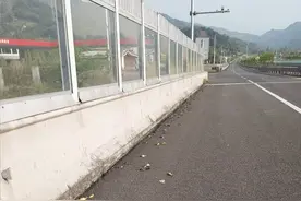 约40只红嘴相思鸟撞上高速路隔音屏障死亡 四川沐川林业局：偶发事件，正把透明处涂成深灰色图片