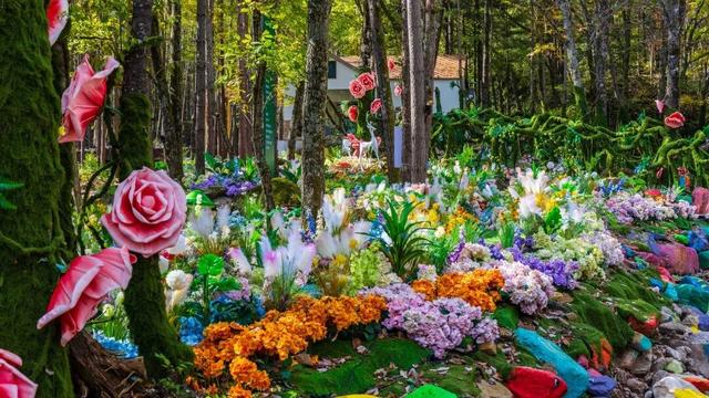 免门票福利！白云山绝美秋色正在上映→