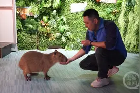 “卡皮巴拉”好不好养？海洋馆奶爸：情绪稳定又治愈图片