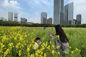 七彩花海与巨型草莓熊成春日网红打卡地图片