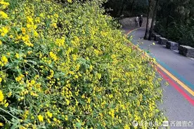 济南佛慧山百米“野菊长廊”形成金色花海，清香扑鼻图片