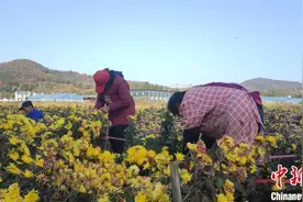 （乡村行·看振兴）江西德安：新乡贤致富不忘桑梓 渊明皇菊种出致富路图片