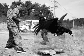 “喂，110吗？有只‘巨鸟’飞不起来了” 原来它是座山雕，不是受伤，是饿了图片