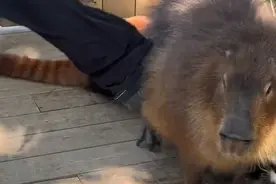 动物打架工作人员劝架踢水豚屁屁，网友抱不平“因为我便宜？”南通一动物园：会注意图片