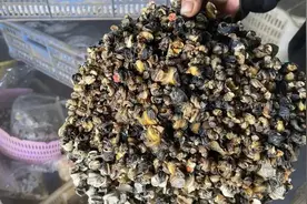 福寿螺冒充田螺卖？官方：已查封！高度警惕，误食可致死！图片