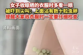 头皮发麻！臭屁虫虫卵千万别碰，臭液还自带强腐蚀性图片