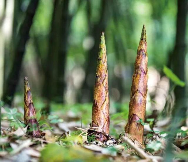 秋游贵州  开启一场康养之旅