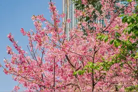 春日，福州公园的正确打开方式图片