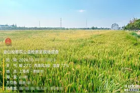 上海近20亩农田荒芜数年，检察建议制发一年后将迎丰收图片