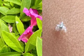 问政 | 成都街头的“柳絮”状飞虫是啥？有毒吗？部门、专家、医生回复来了图片