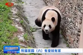 四川新闻联播丨熊猫家园（六）有爱就有家图片