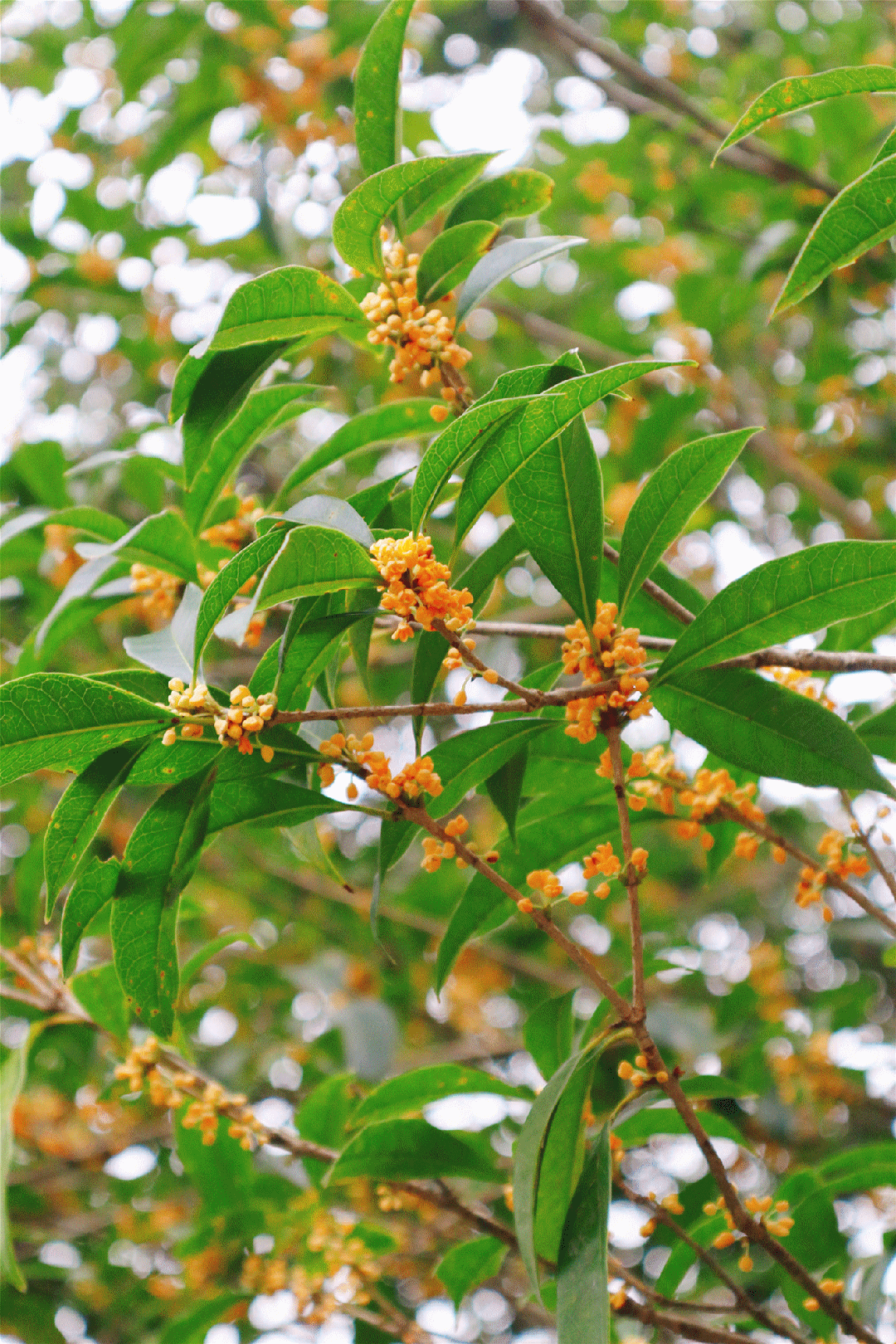 你闻到了吗？福州这些地方好香！