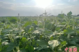 黑龙江桦南：紫苏经济正夯 百余种产品远销海内外图片