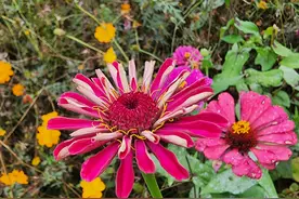 超级出片！花溪湿地公园秋日花海真的美炸图片