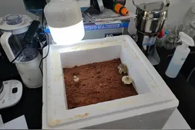 培育十年重大突破！四川首次实现人工培育鸡枞菌，白蚁立功了图片