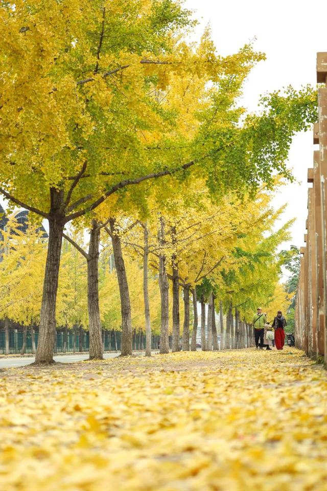 初冬限定上线了！德阳银杏打卡攻略请收好