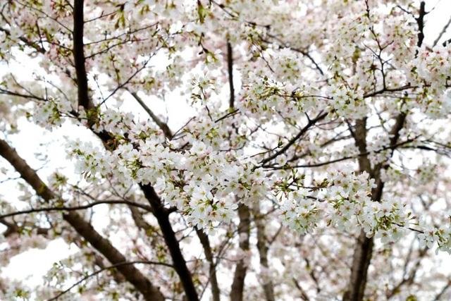 可以冲了！洪山区全域盛放，赏花攻略请查收