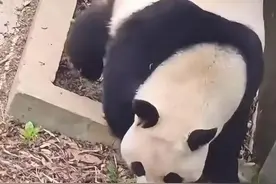 红山动物园回应“熊猫打疫苗后腿瘸了”图片