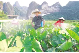 平乐青龙乡：香芋田间管护忙 特色产业促增收图片