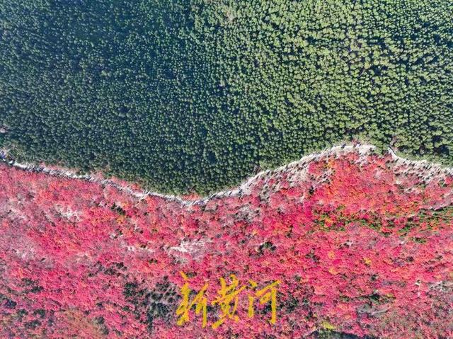 半山苍翠半山红！济南“鸳鸯火锅”惊艳上线 | 新黄河AI音乐
