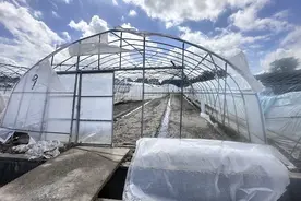 52天高温炙烤后又迎“贝碧嘉”，上海“菜篮子”如何与台风赛跑图片