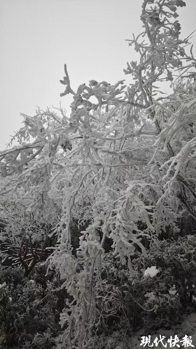 雪落一整夜，无锡宜兴竹海现雾凇美景