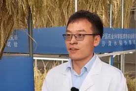 沙漠温室种水稻！中国科学家这样做到“不可能完成的任务”图片