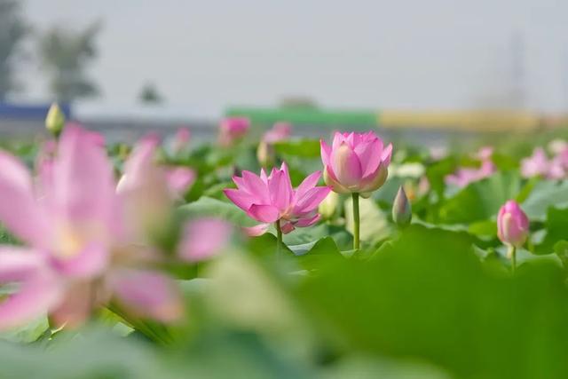邯郸冀南新区丨满屏荷花！夏日顶流上线！