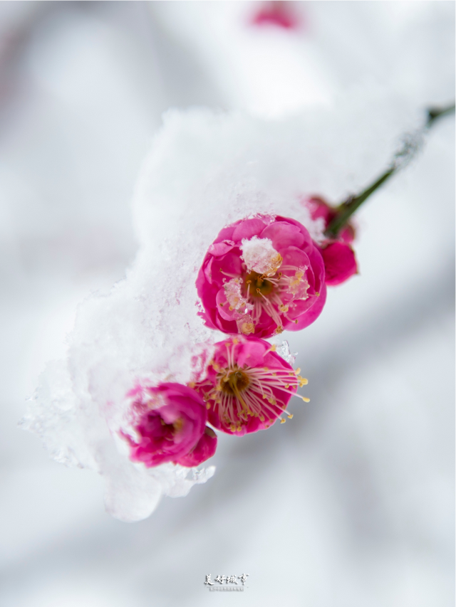 湖南最极致的雪景，为什么在这里？