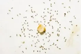 民意通 | 高层居民楼蚂蚁进家无孔不入 疾控专家支招驱赶“不速之客”图片